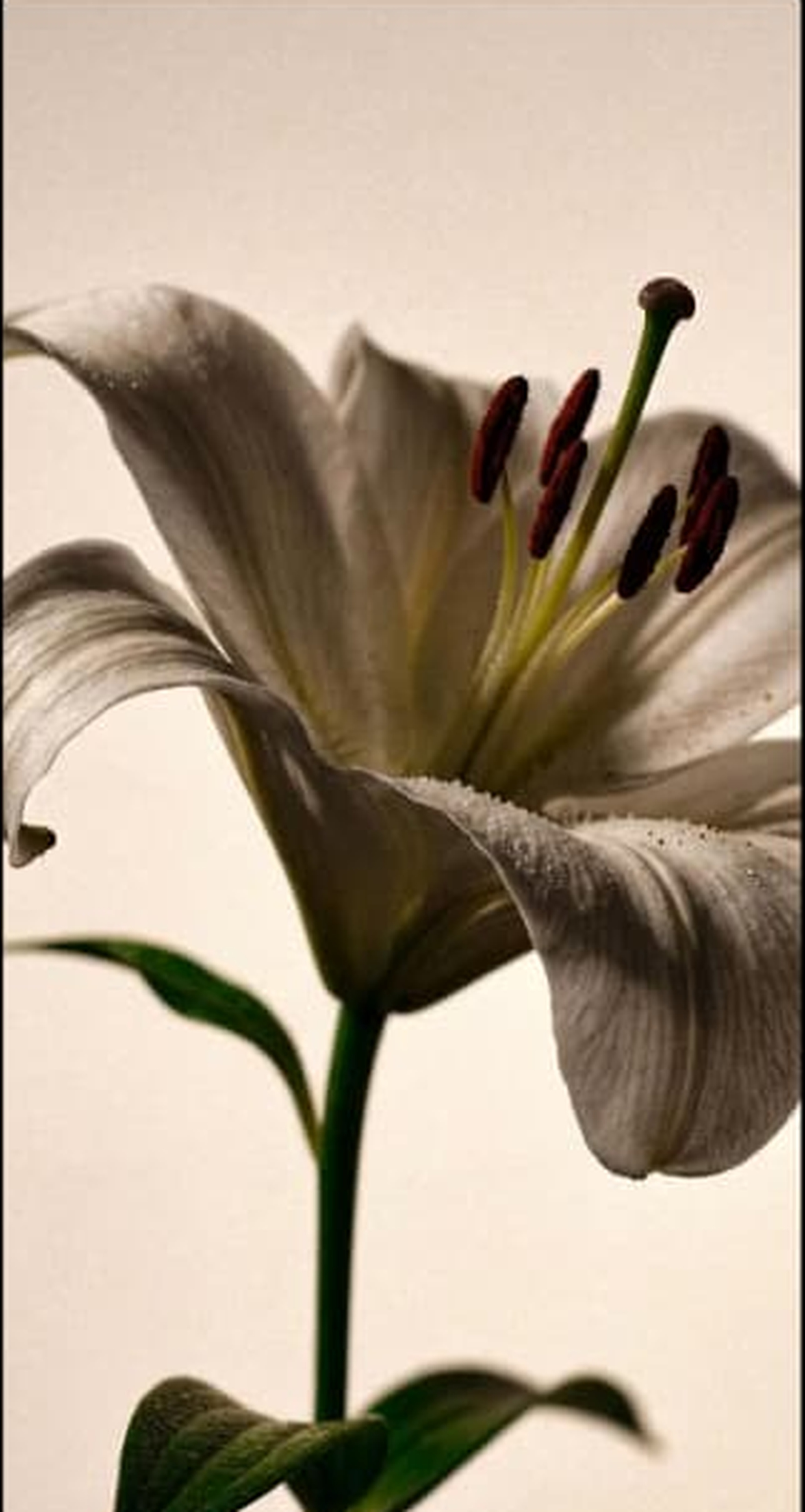 White lily in warm light