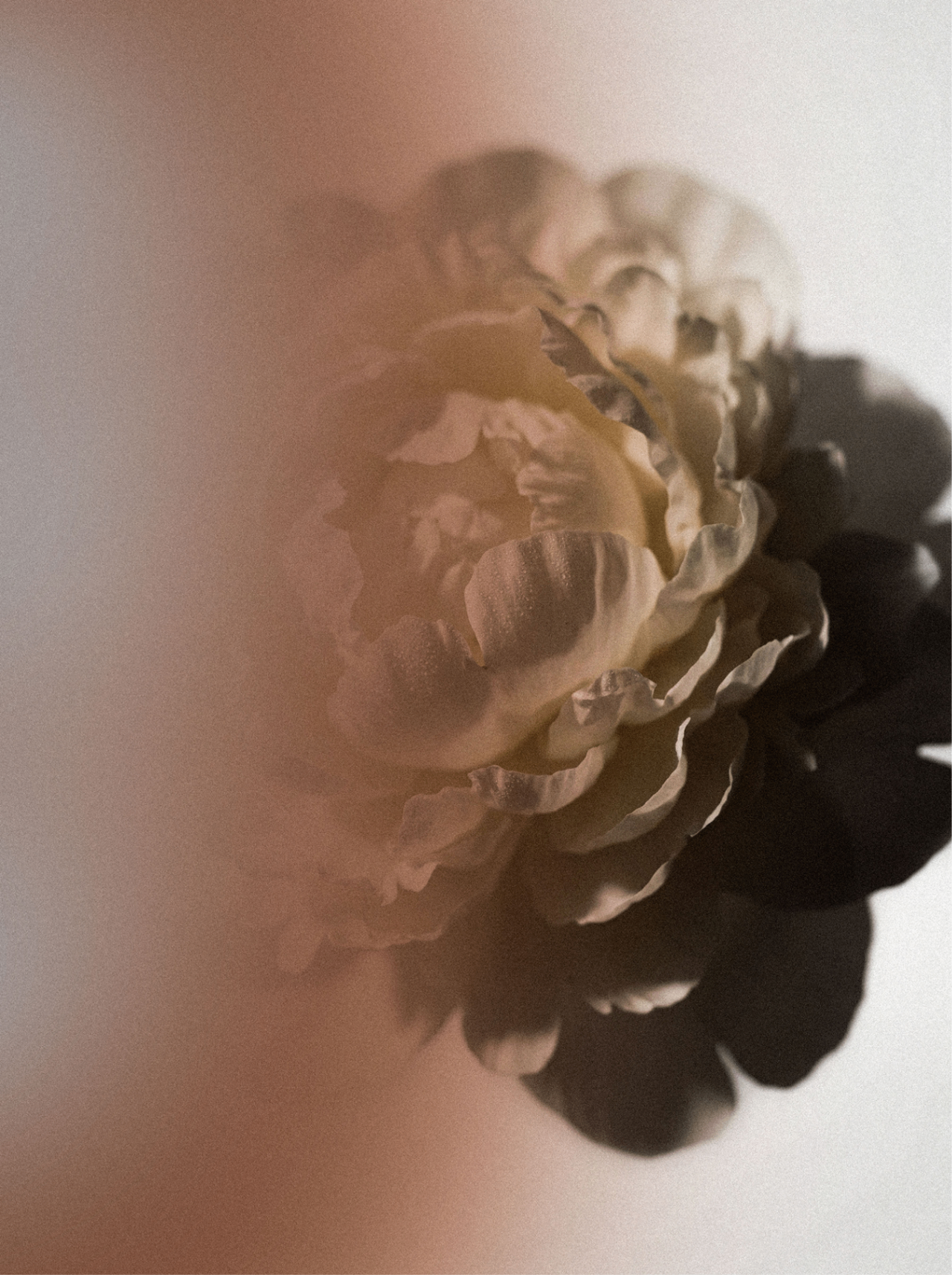 Soft peony bloom in warm light